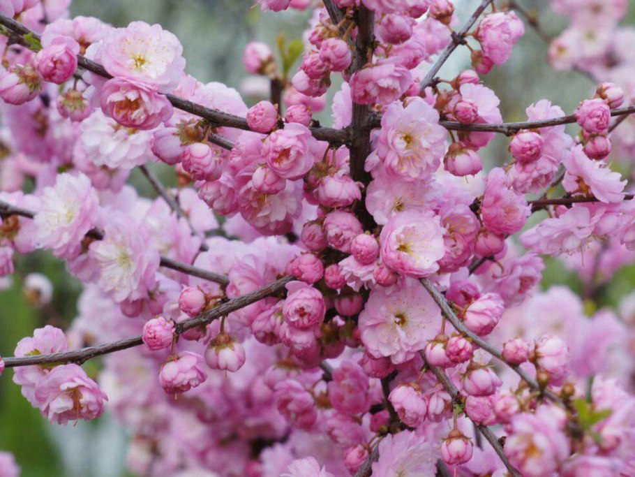 Миндаль трехлопастной