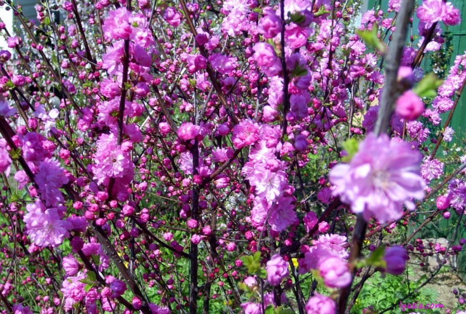 Prunus triloba миндаль