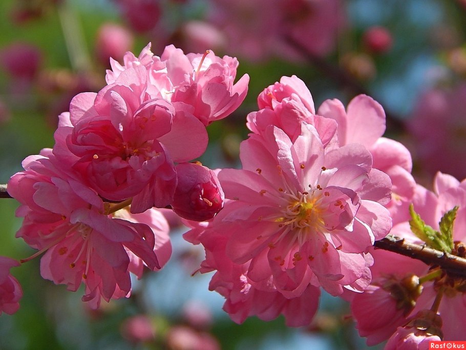 Луизеания трехлопастная