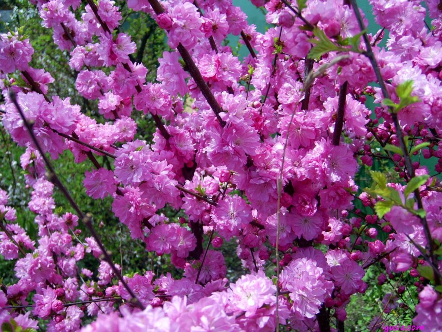 Миндаль трехлопастной (Луизиания)