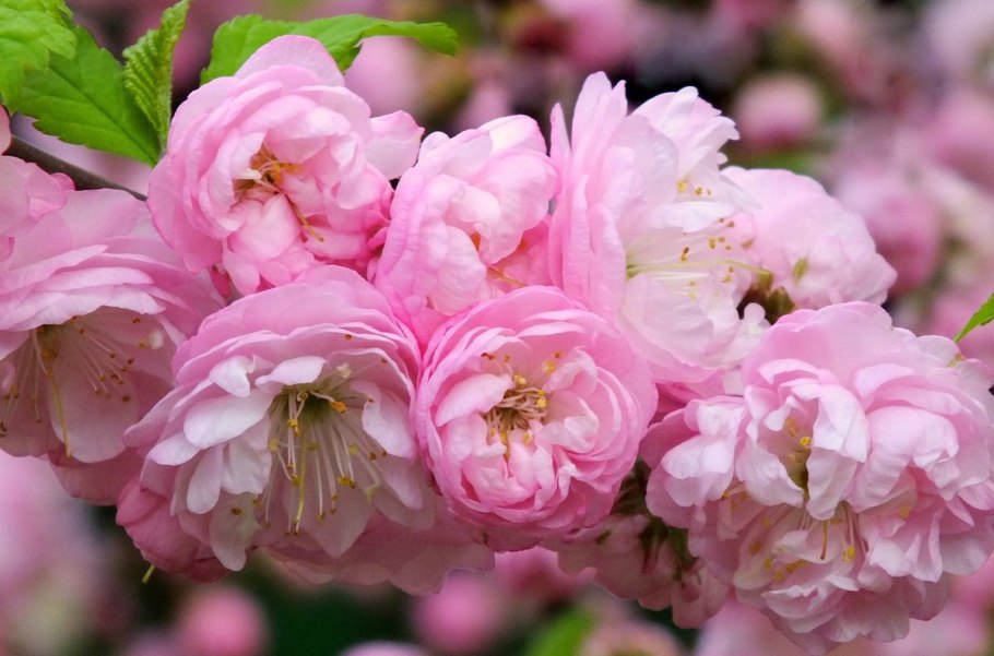 Миндаль трехлопастный (луизеания) розенмунд