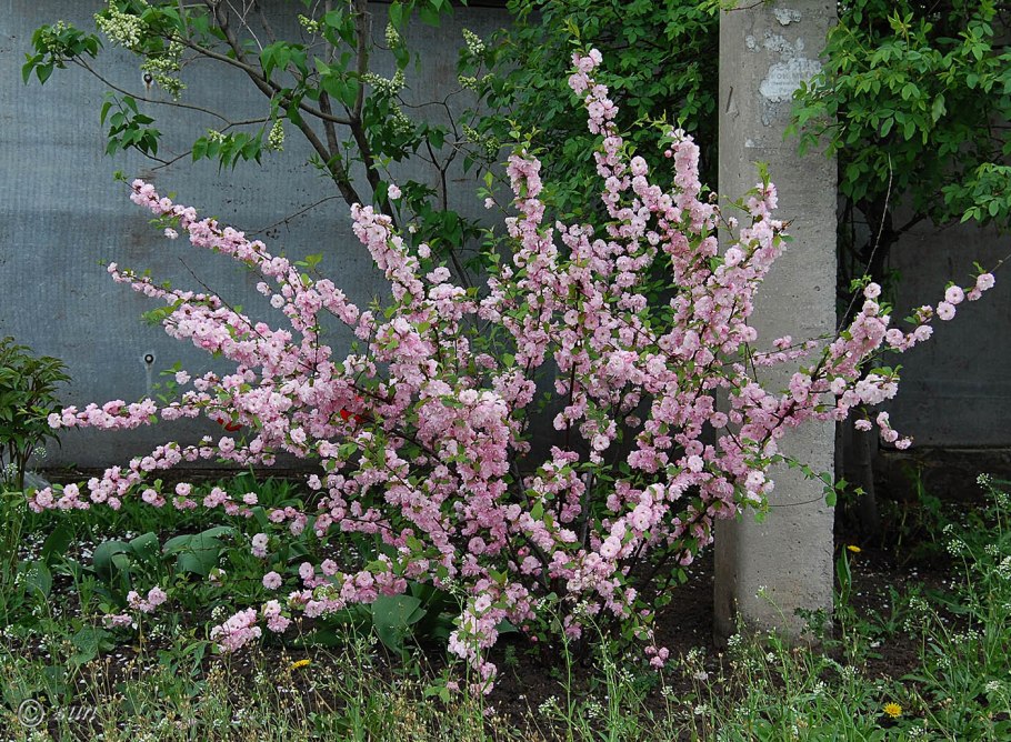 Миндаль трехлопастной розенмунд