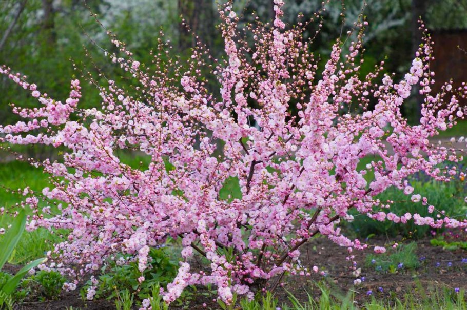Миндаль декоративный кустарник