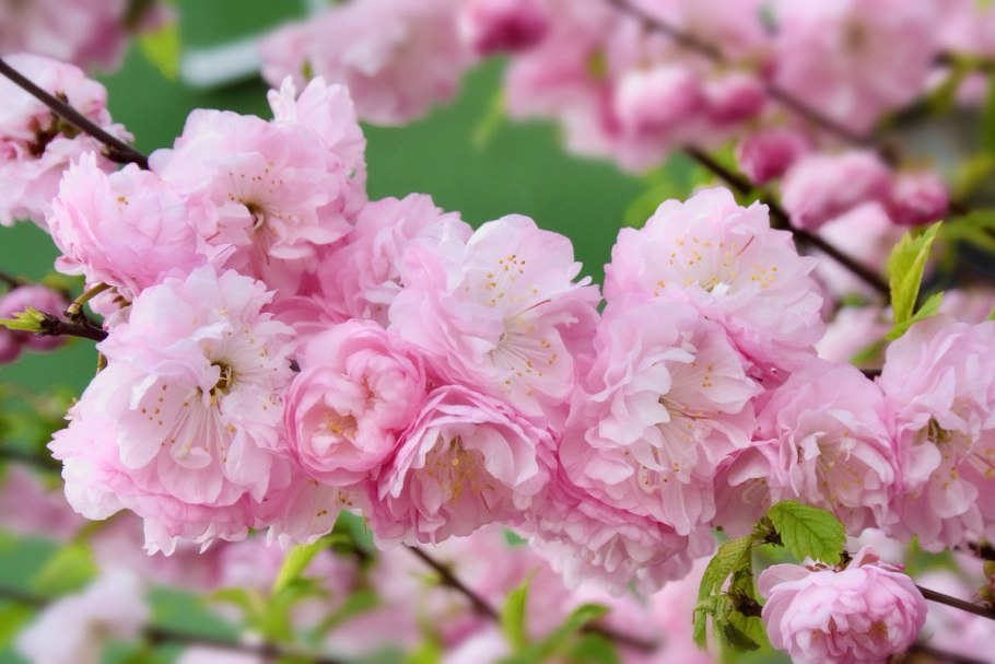 Сакура луизеания