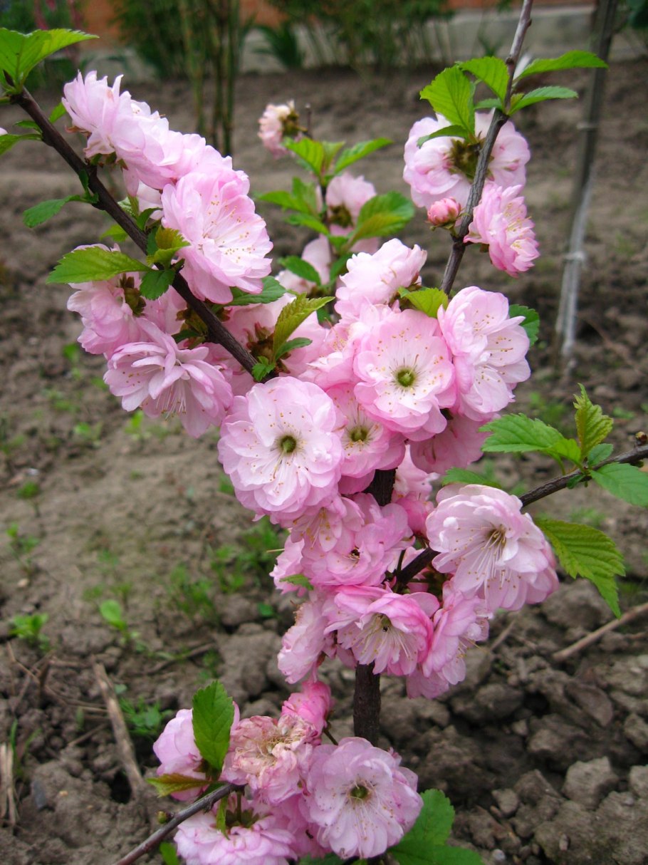 Миндаль Прунус трилоба