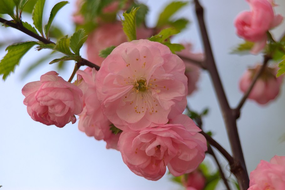 Миндаль луизеания