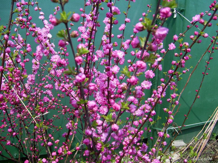 Миндаль трехлопастной (Луизиания)