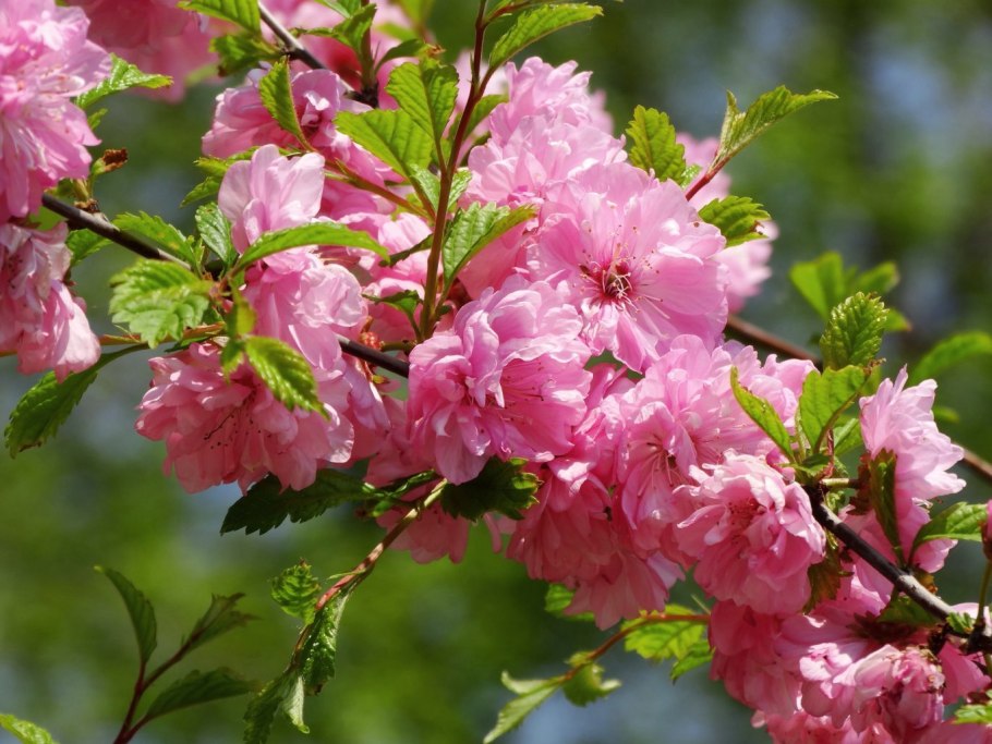 Миндаль трехлопастный луизеания