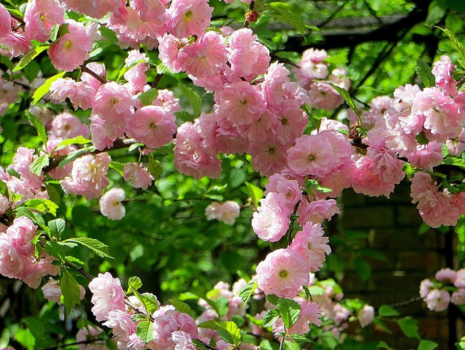 Миндаль трехлопастный луизеания