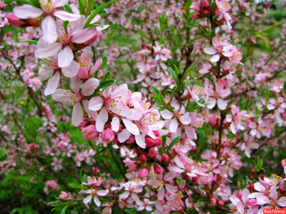 Миндаль бобовник куст