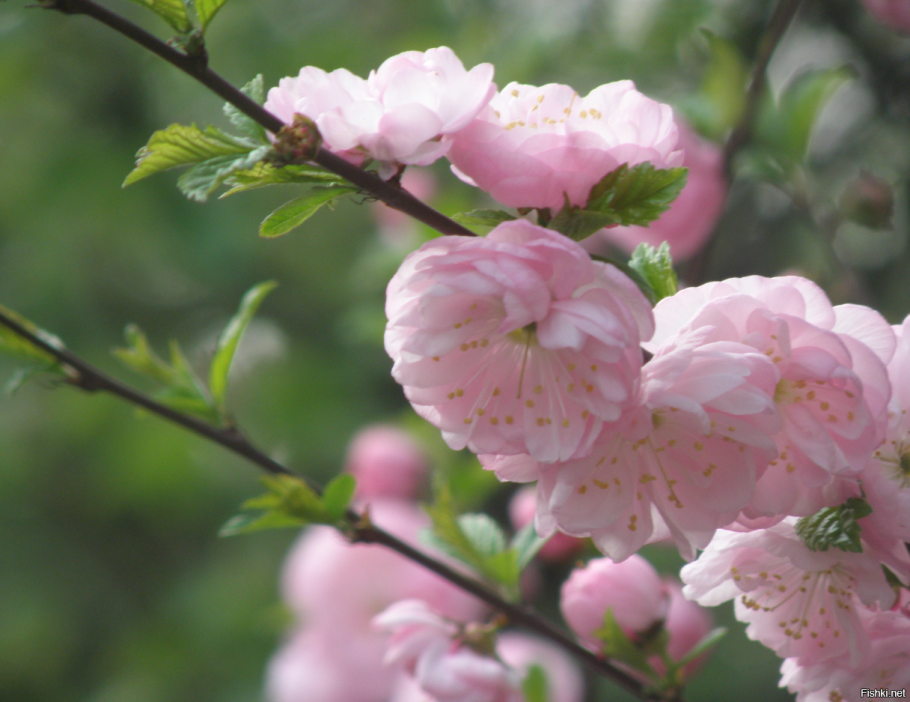 Сакура миндаль трехлопастной