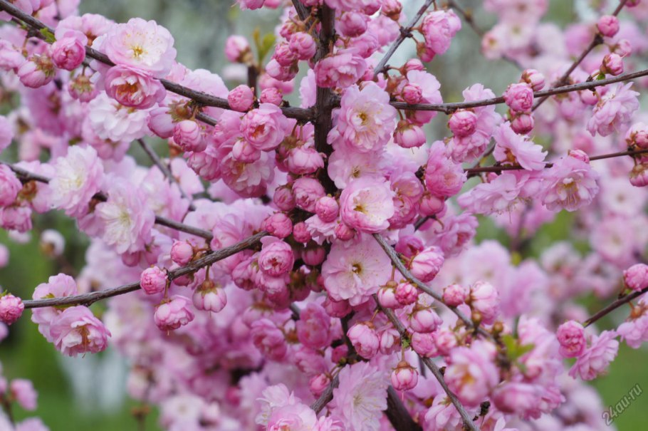 Миндаль Прунус трилоба