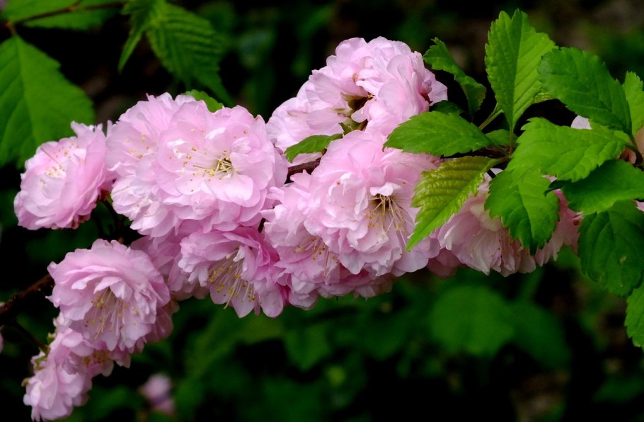 Миндаль трехлопастный луизеания