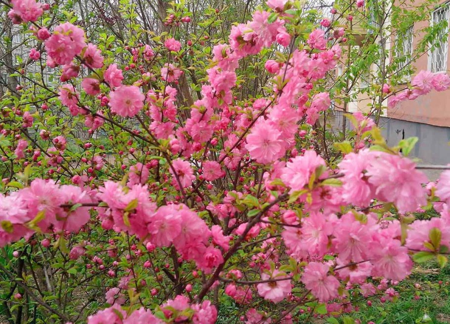 Миндаль декоративный розовый