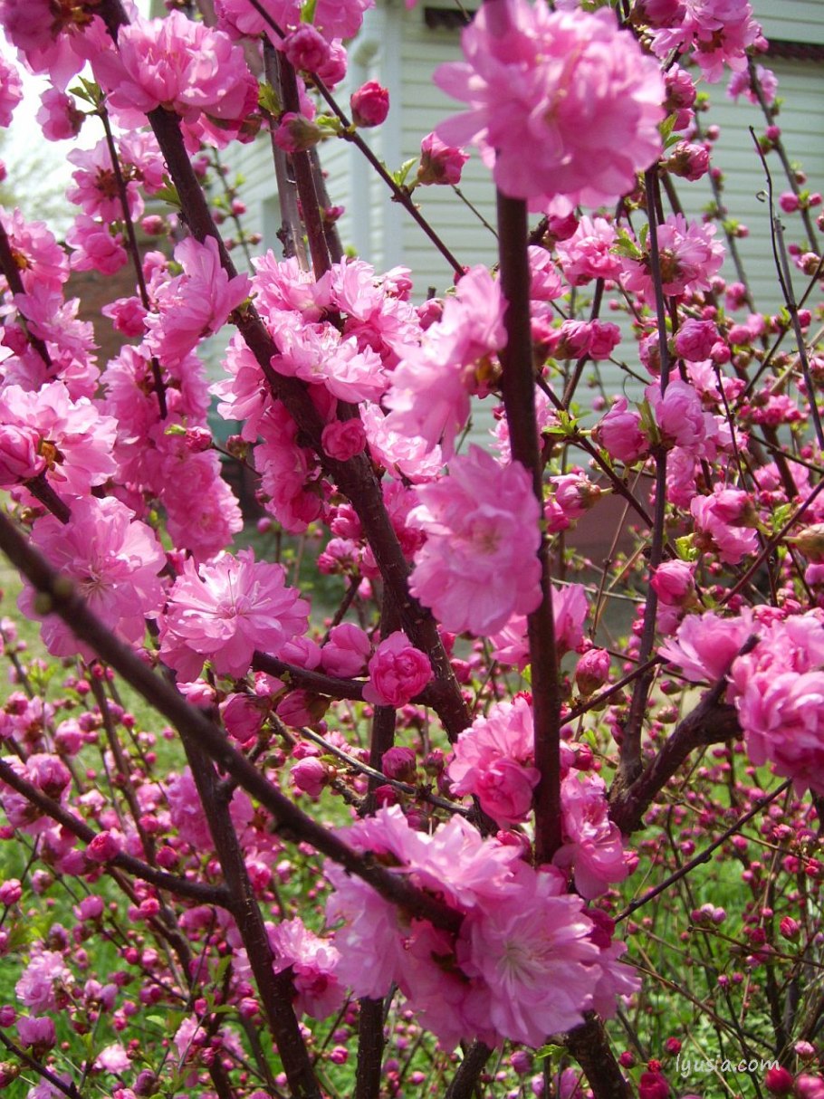 Миндаль низкий бобовник