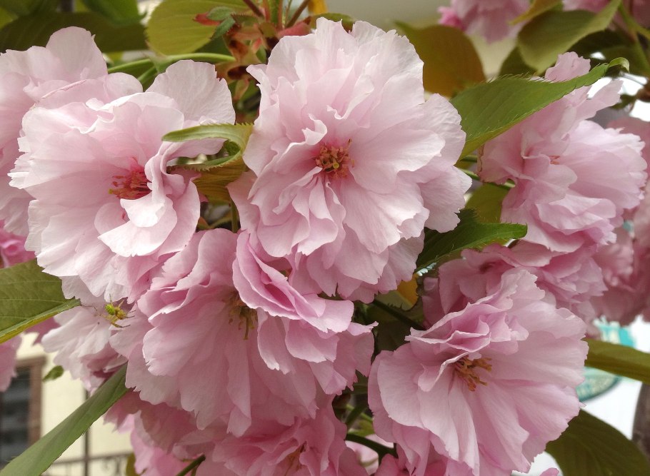 Миндаль луизиария