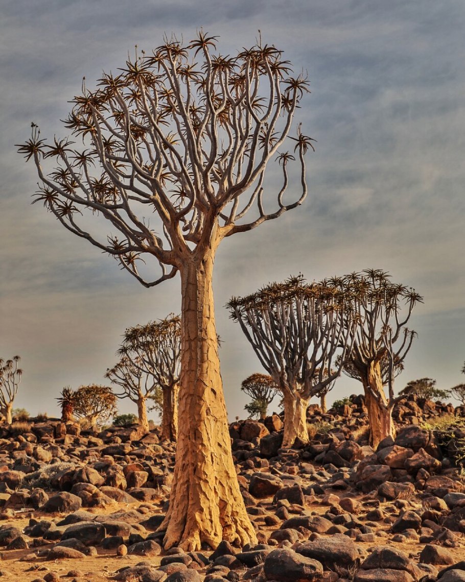 Алоэ дихотомическое (Колчанное дерево)