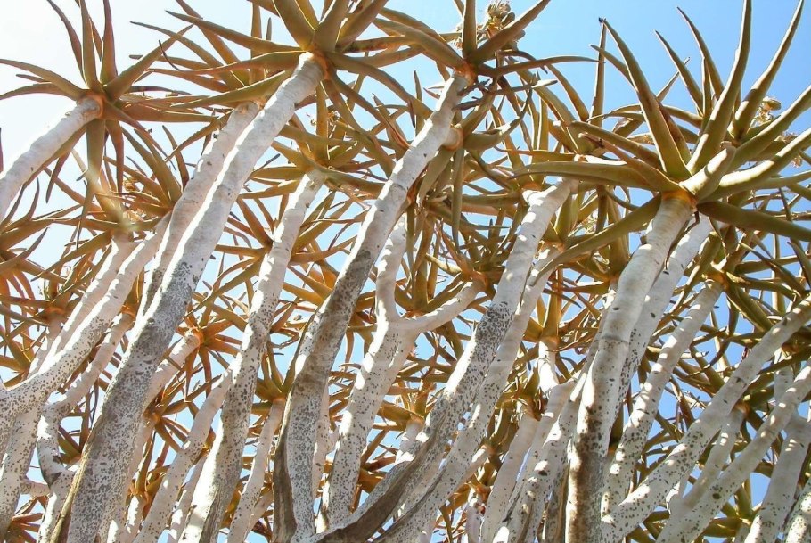 Алоэ дихотомическое колчанное дерево