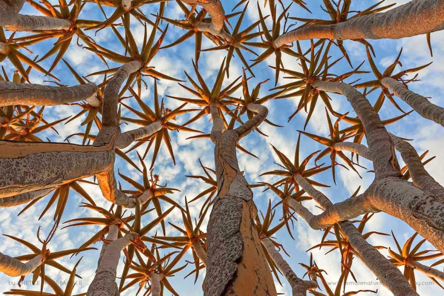 Алоэ дерево