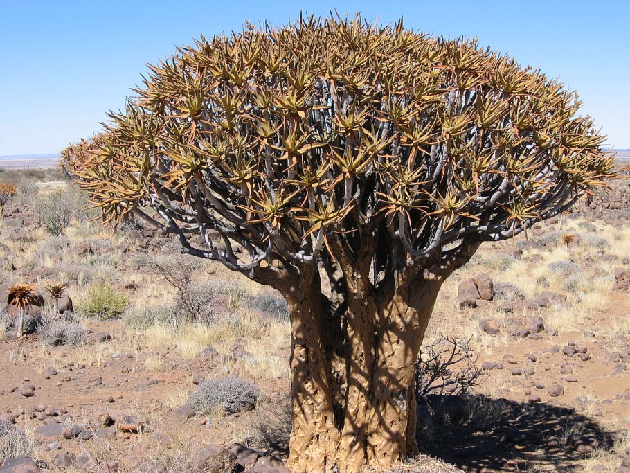 Алоэ дихотомическое (a. dichotoma Masson)