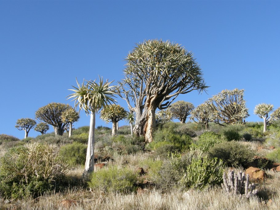 Колчанное дерево