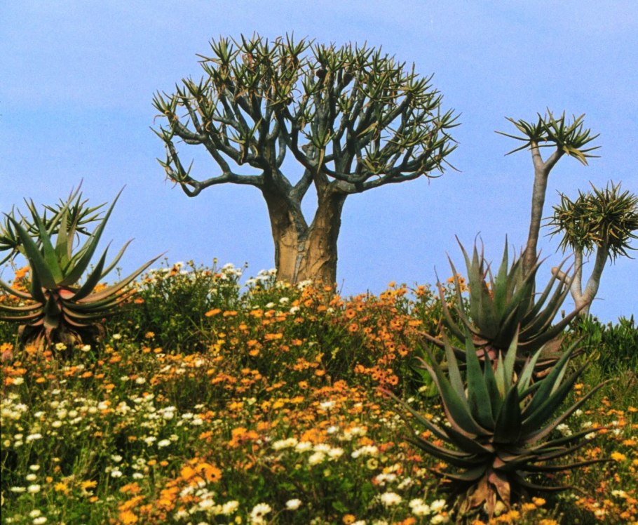 Алоэ дихотомическое (Колчанное дерево)