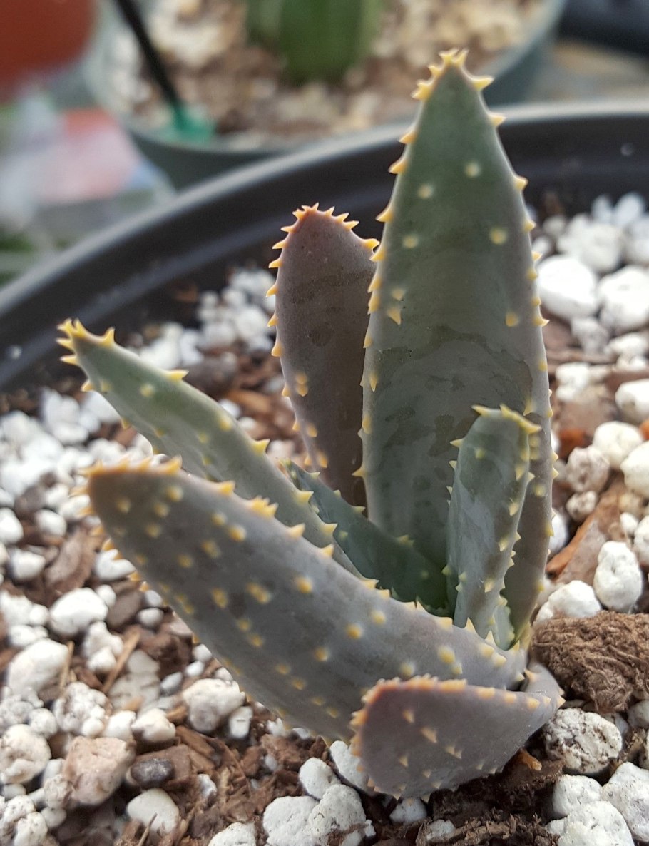 Алоэ дихотомическое (Колчанное дерево)