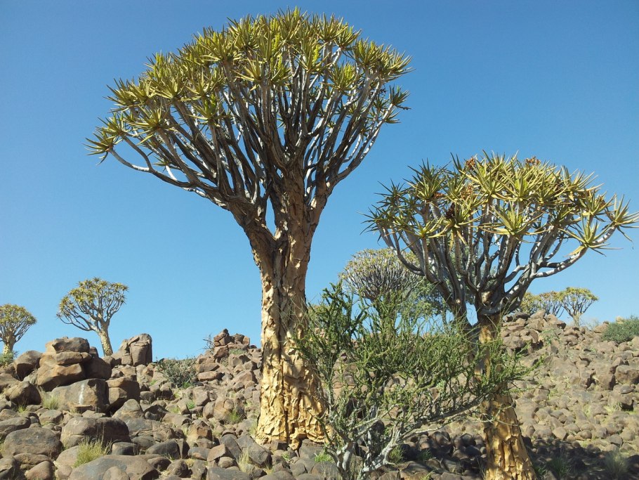 Колчанное дерево Намиб