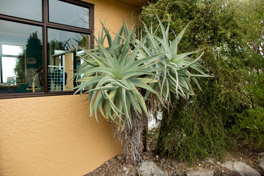 Aloidendron dichotomum