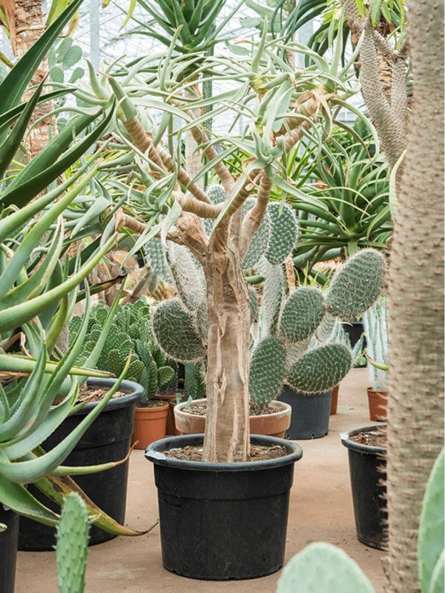 Aloidendron dichotomum