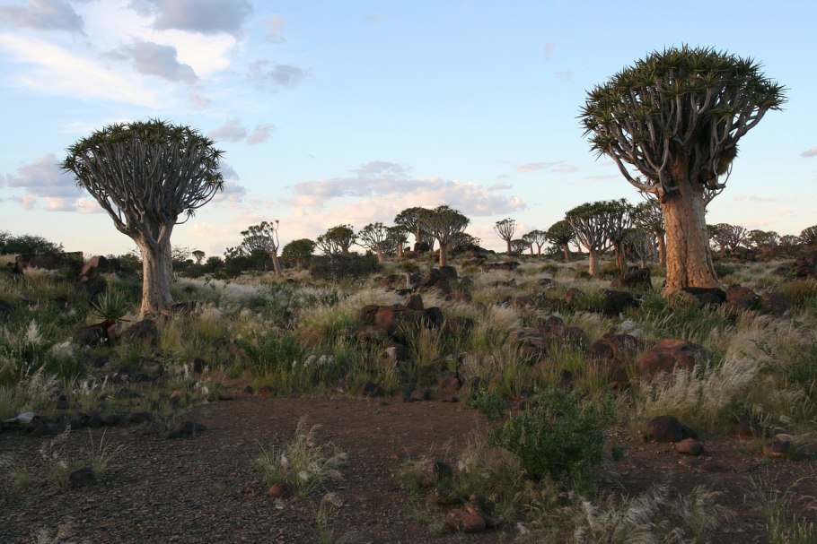Дихотомическое (dichotoma) – алое