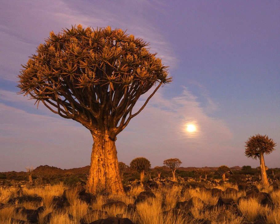 Самое большое дерево в пустыне