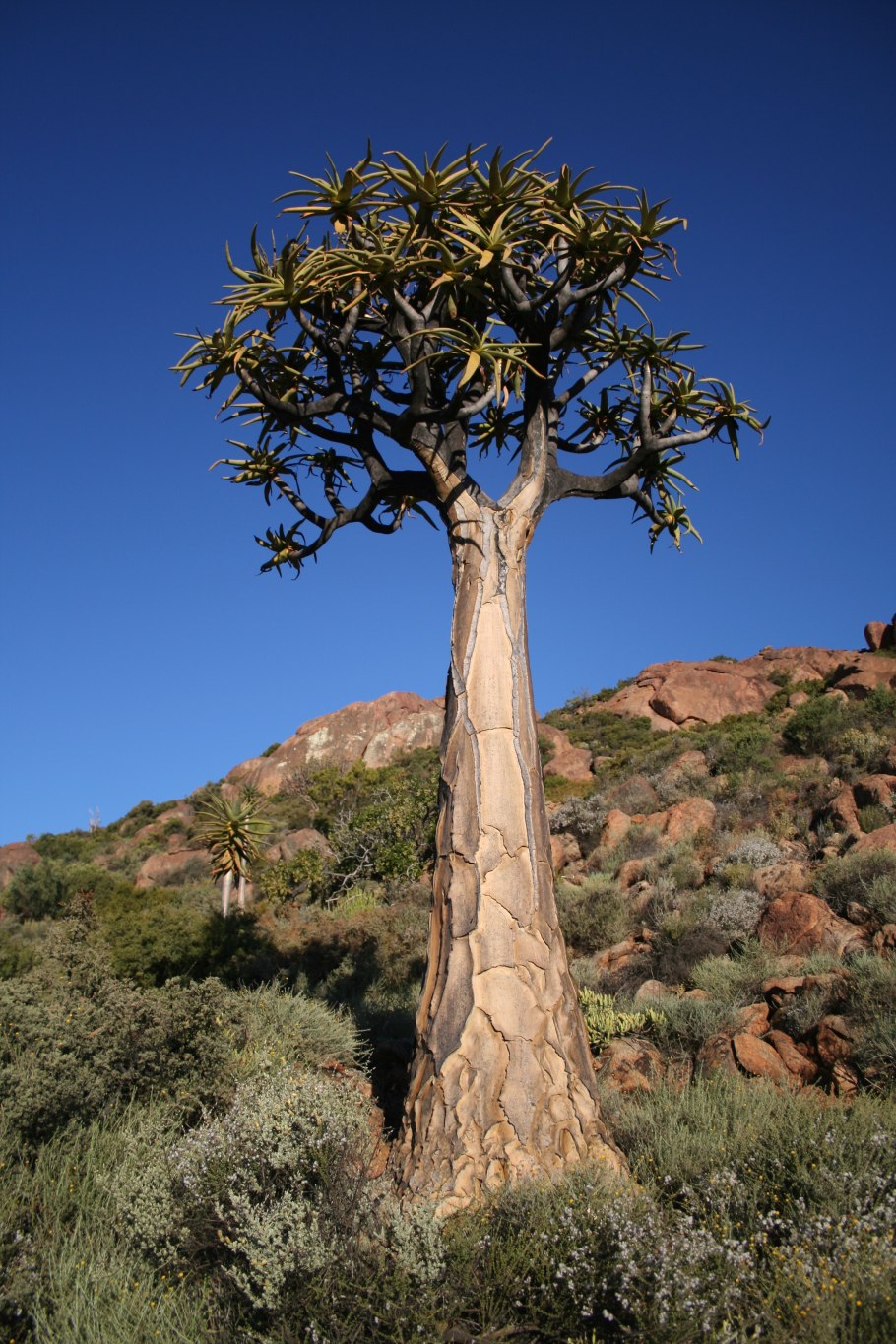 Алоэ пестрое древовидное