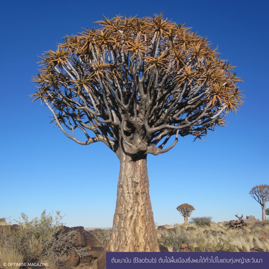 Колчанные деревья намибия