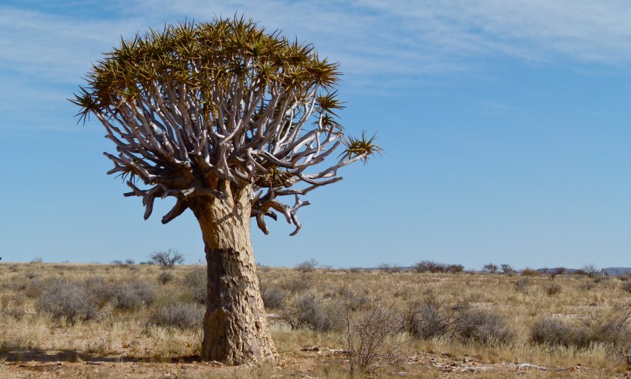 Aloe dichotoma