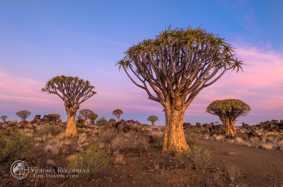 Колчановые деревья намибия