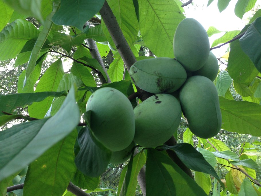 Азимина трехлопастная банановое дерево