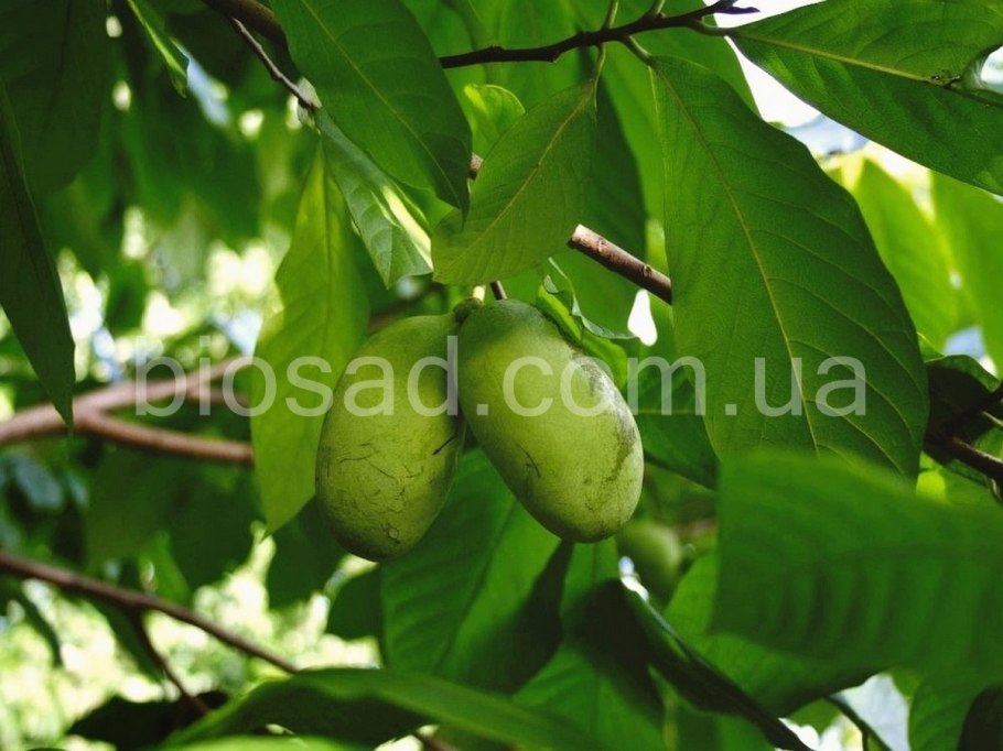 Азимина трёхлопастная дерево