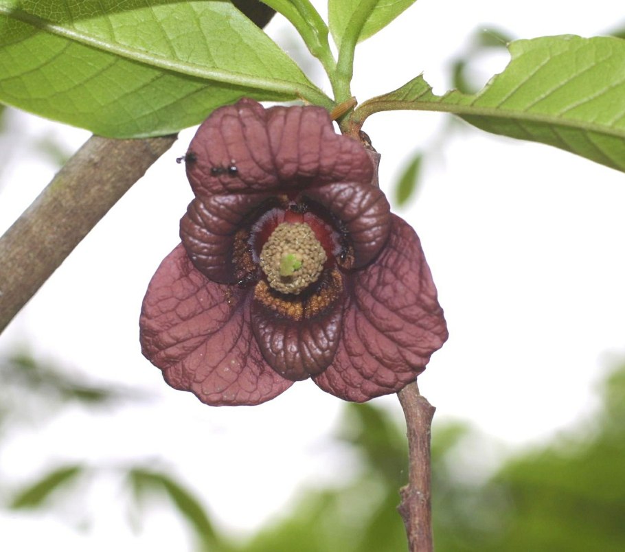 Азимина банановое дерево