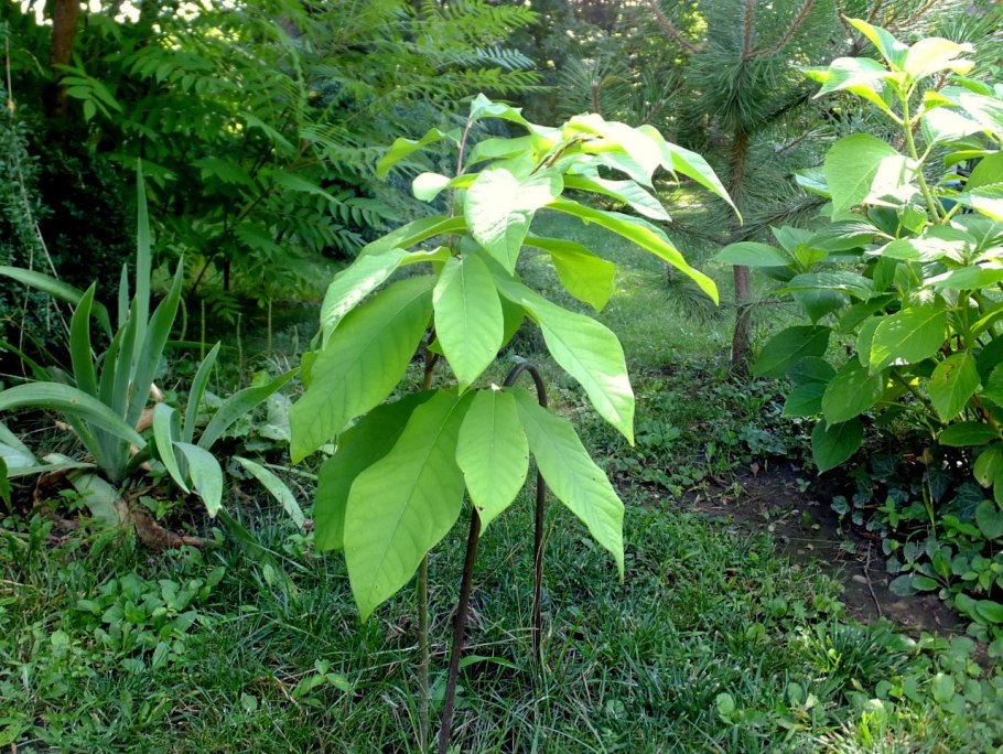 Азимина трехлопастная банановое