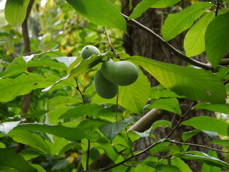 Азимина трёхлопастная дерево