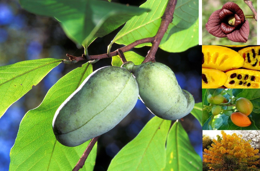 Азимина трилоба дерево