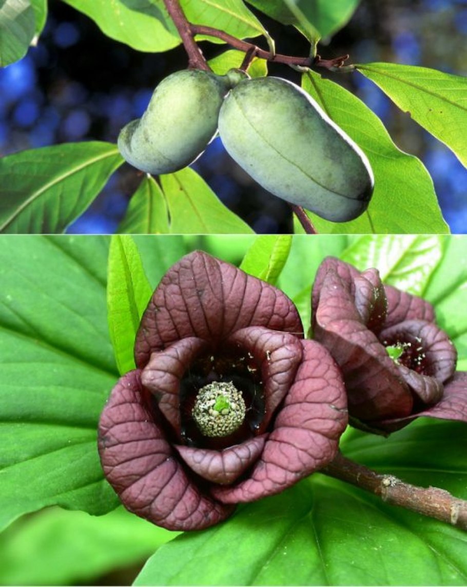 Азимина Оверлис