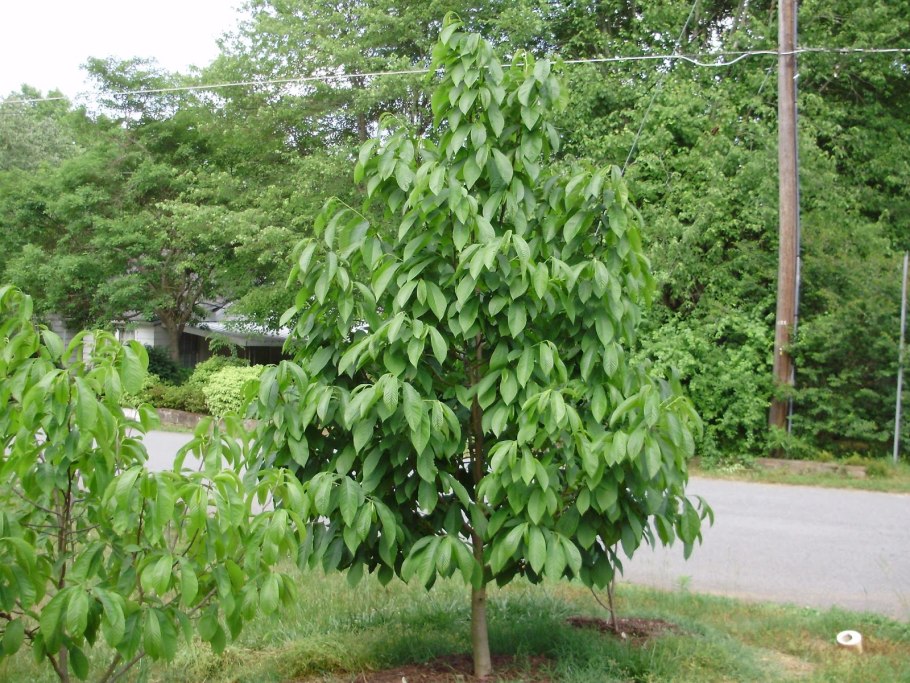 Азимина трёхлопастная дерево