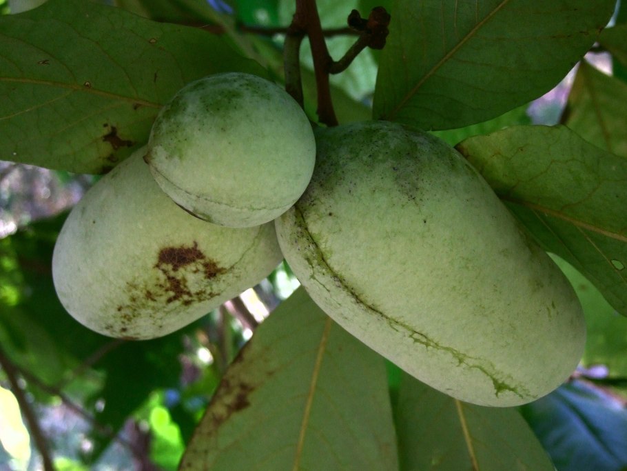 Азимина трилоба