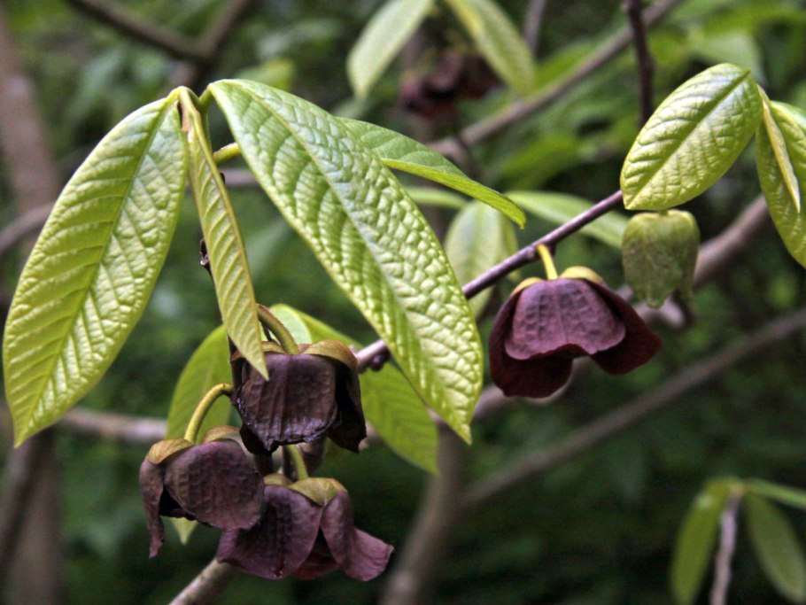 Азимина трилоба