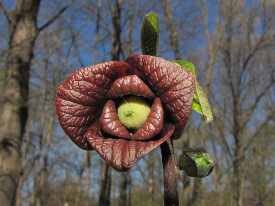 Азимина трилоба