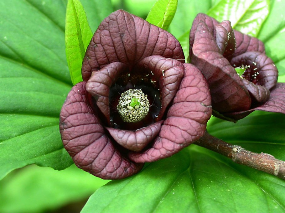 Азимина трехлопастная банановое