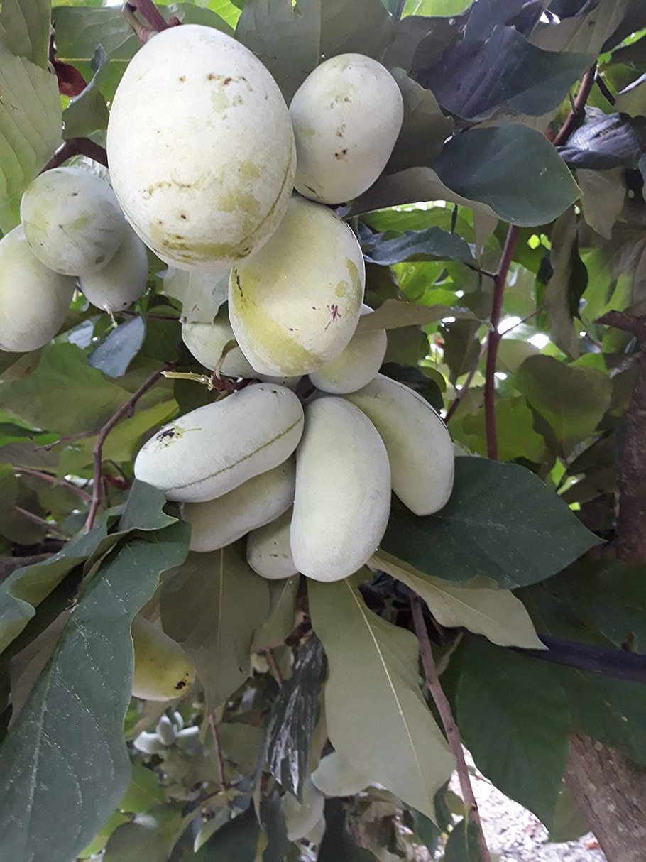 Азимина трехлопастная банановое дерево