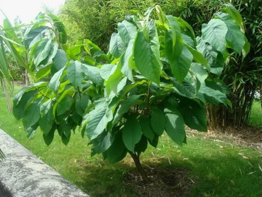 Азимина сорта